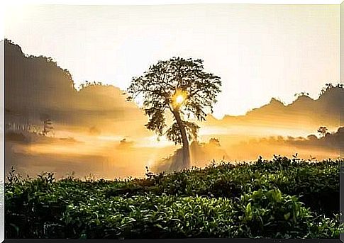 A tree in a field.