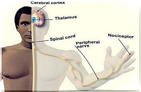 A man with axons and nociceptors.