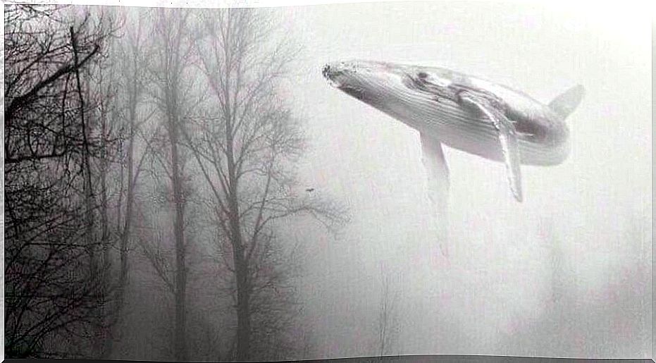 blue whales fly in the forest