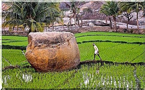 A large rock in the middle of a rice field.